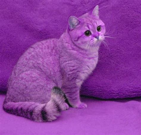 purrple cat|cat with purple background.